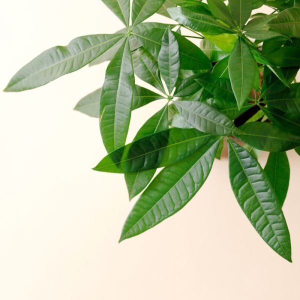 pachira tropical