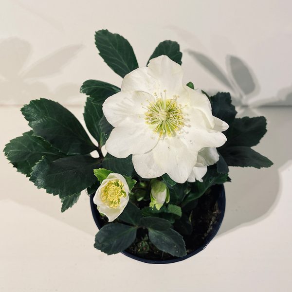 hellébore rose de noël