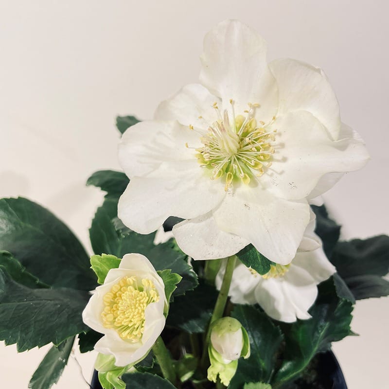 Rose De Noël Helleborus Dacaya - Plante Vivace à Fleurs Blanches, Floraison Hivernale, Pot 19 Cm, Hauteur 50 Cm, Pour Jardin Ombragé Ou Pot