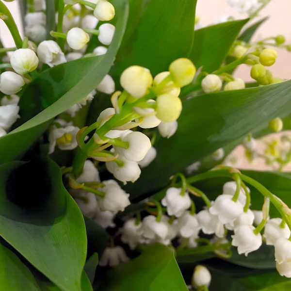 Muguet en fleurs