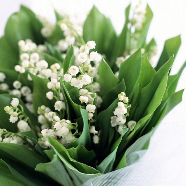 bouquet de 20 brins de muguet