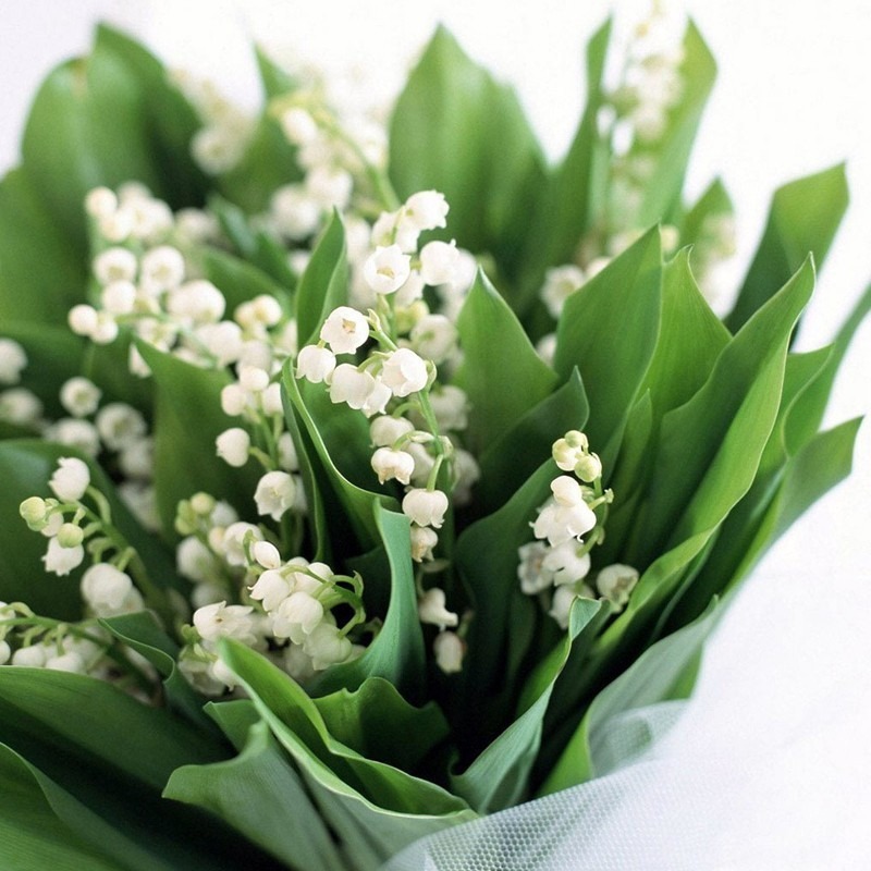 bouquet de 20 brins de muguet