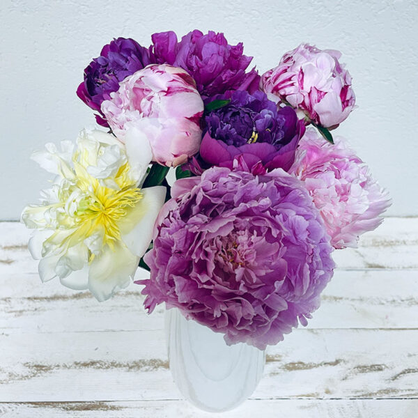 pivoines en bouquet muticolore