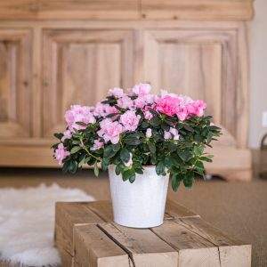 azalée rose en pot