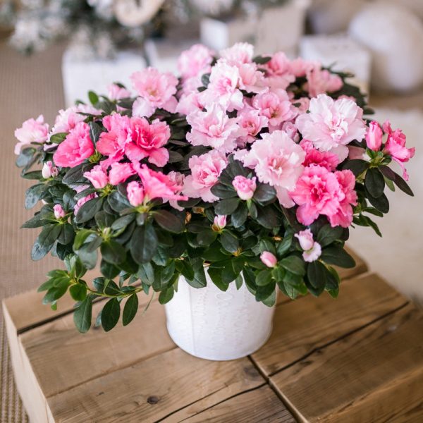 azalée rose en pot