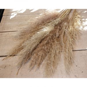 Bouquet de pampa cortaderia séchée - coloris brun