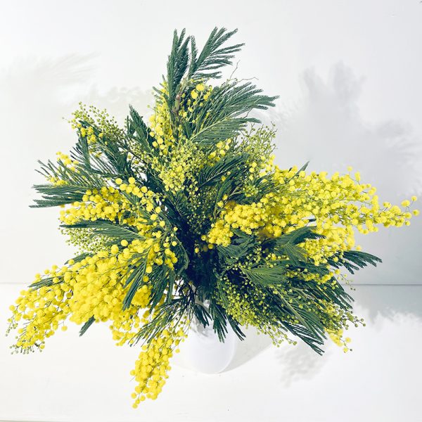 bouquet de mimosa pompons fleuri jaune en hiver
