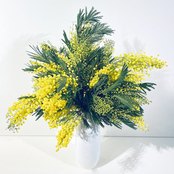 bouquet de mimosa pompons fleuri jaune en hiver