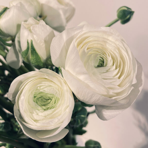 bouquet de renoncules blanches mariage