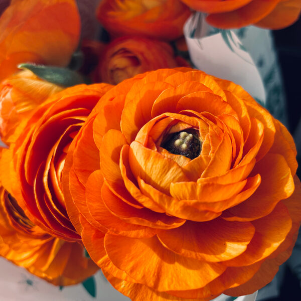 bouquet de renoncules oranges cuivrées