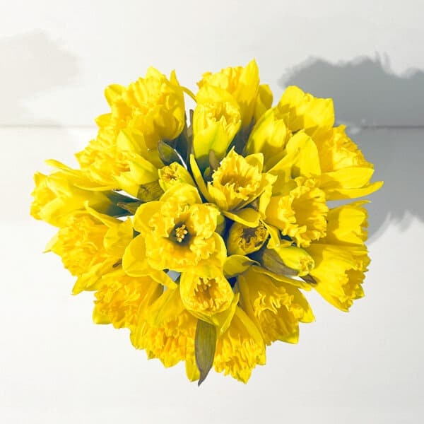 bouquet de jonquilles narcisses mamie