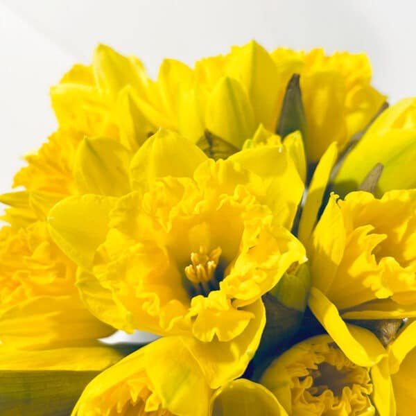 bouquet de jonquilles au printemps pour mamie