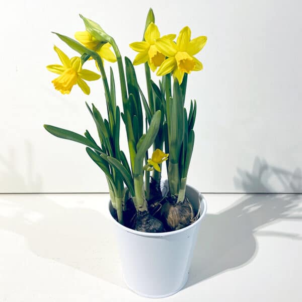 narcisses plante en pot