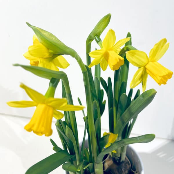 narcisses plante en pot