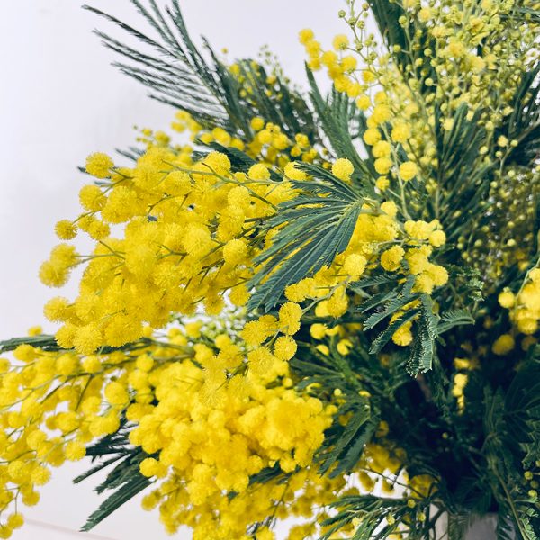 bouquet de mimosa pompons fleuri jaune en hiver