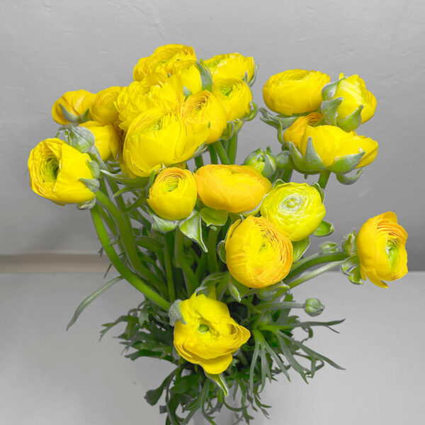 Livraison de bouquet de Renoncules jaunes Fleurs de france
