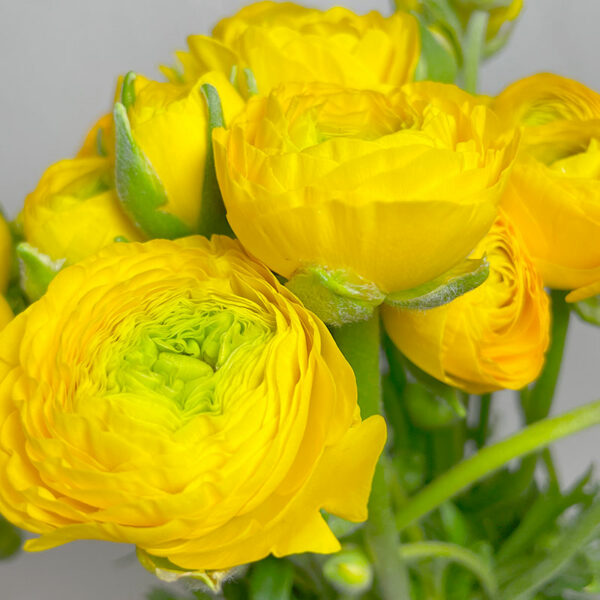 Livraison de bouquet de Renoncules jaunes Fleurs de france
