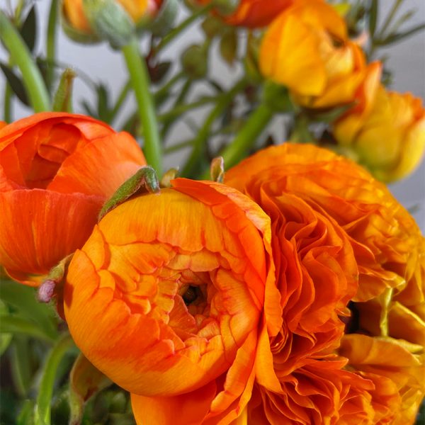 renoncules oranges fleurs