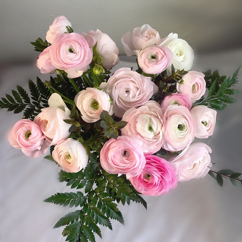 Bouquet de renoncules roses - Plus de Fleurs