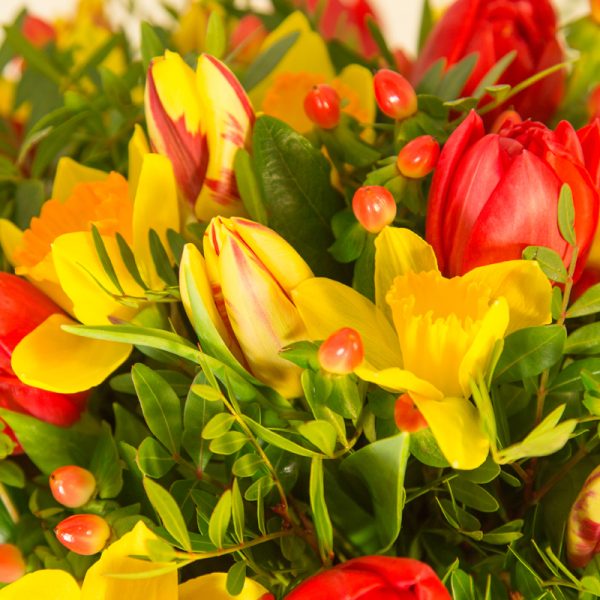 Salsa de tulipes et de narcisses