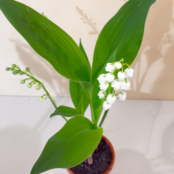 pots de muguet