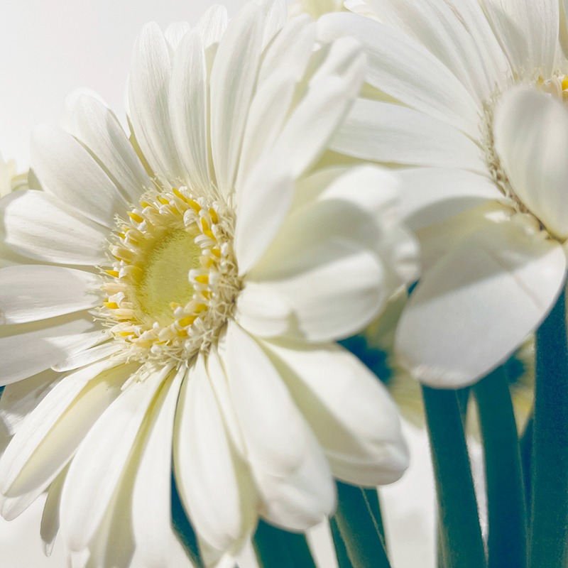 germinis blancs marguerite