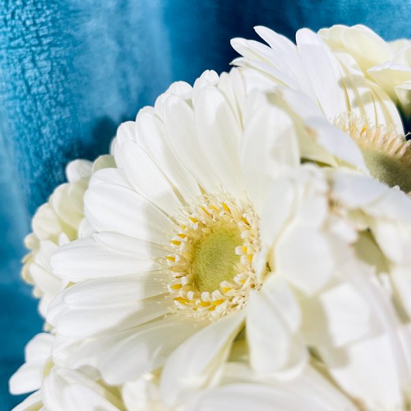 germinis blancs fleurs