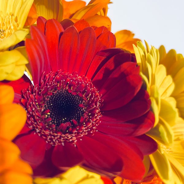 germinis chaleureux bouquet de fleurs