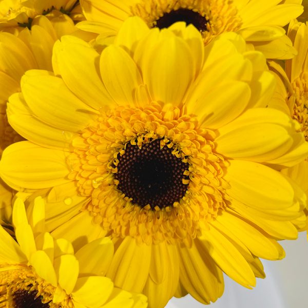 germinis jaunes bouquet de fleurs