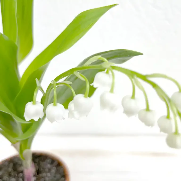 pot de muguet clochettes