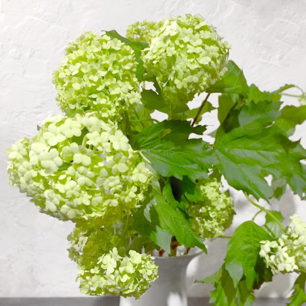 viburnum