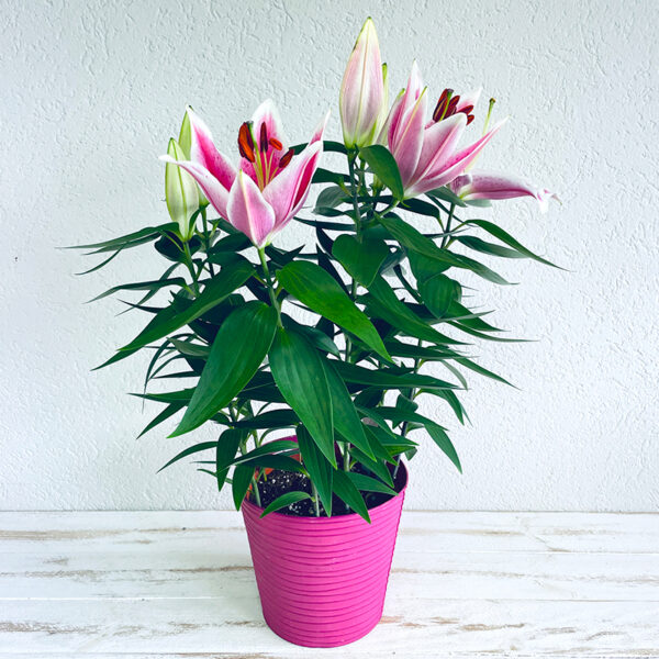 lys rose à planter en pot