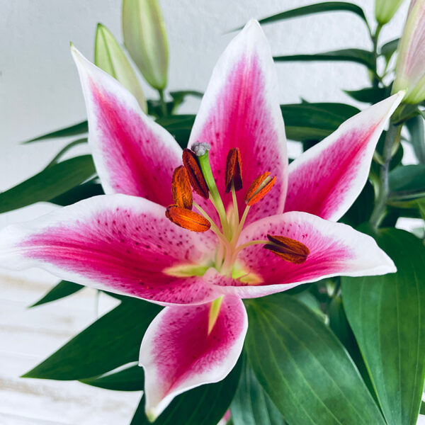 lys rose à planter en pot