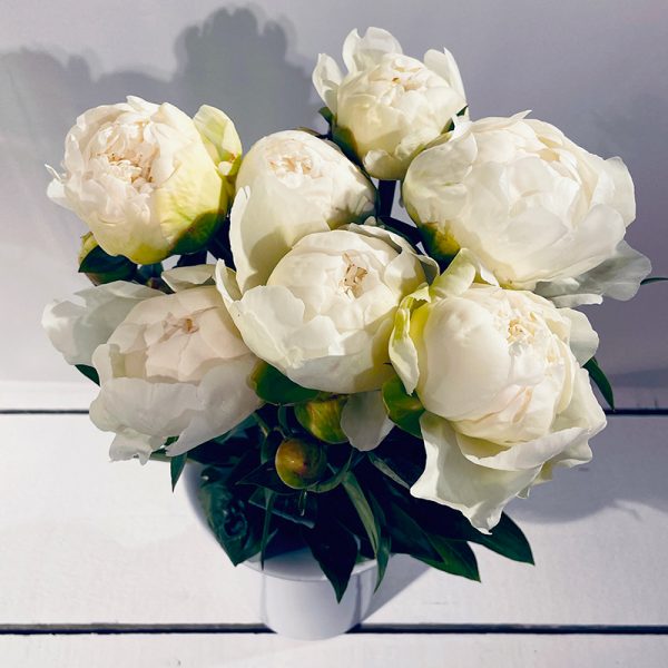 pivoines blanches 7 fleurs