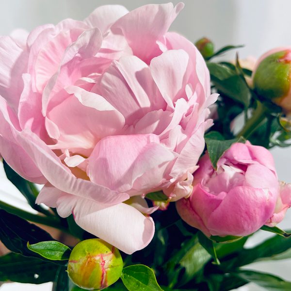 pivoines roses bouton