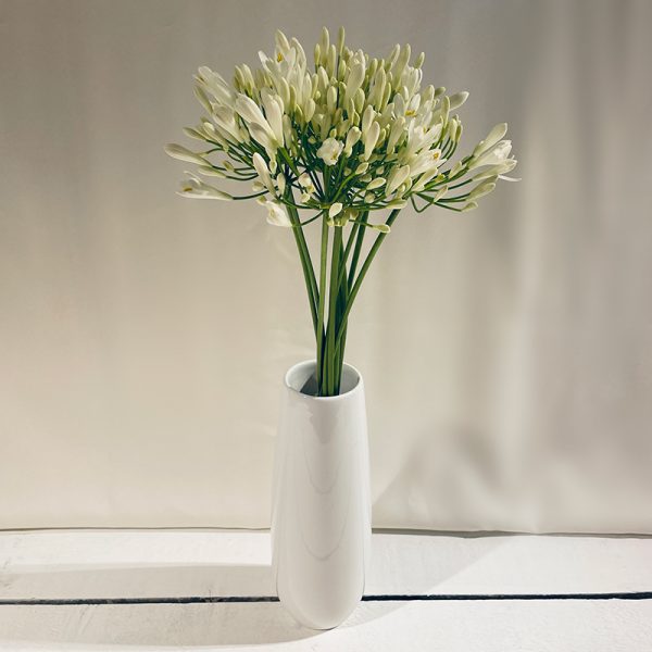 agapanthe blanc 10 fleurs