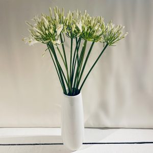agapanthe blanc 15 fleurs