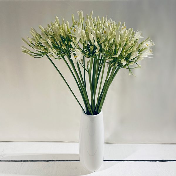 agapanthe blanc 20 fleurs