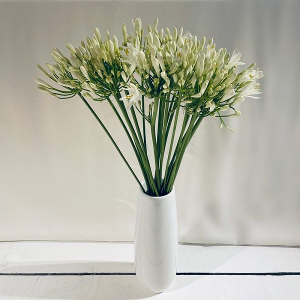 agapanthe blanc 20 fleurs