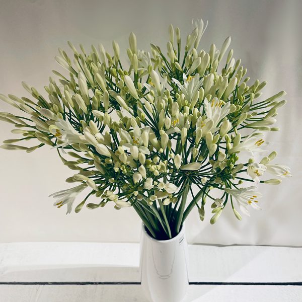 agapanthe blanc 20 fleurs