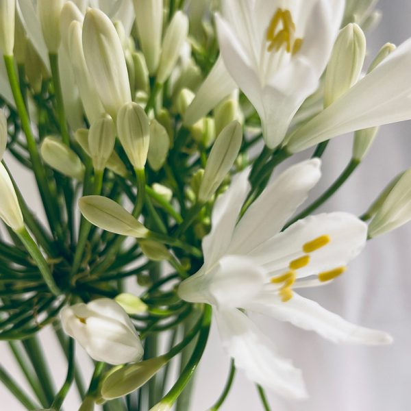 agapanthe blanc floraison