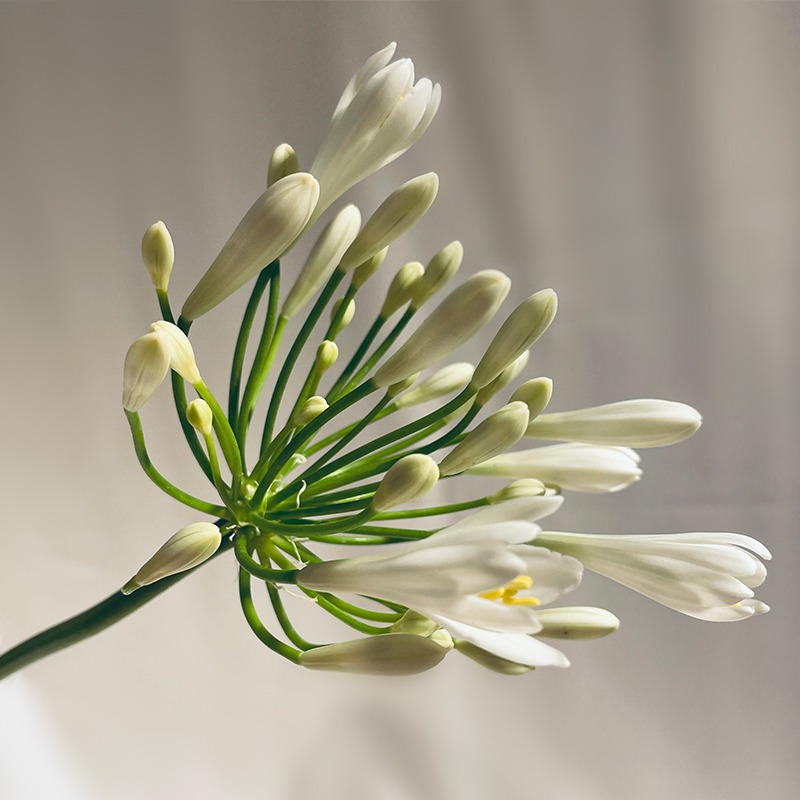 agapanthes blanches soliflore