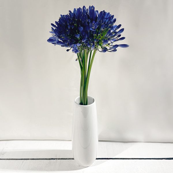 agapanthe bleues 10 fleurs