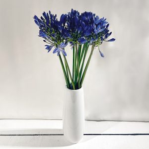 agapanthe bleues 15 fleurs