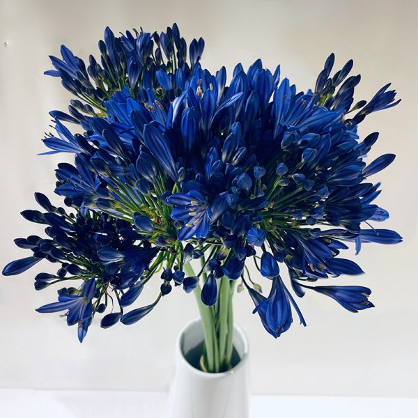agapanthe bleues 15 fleurs