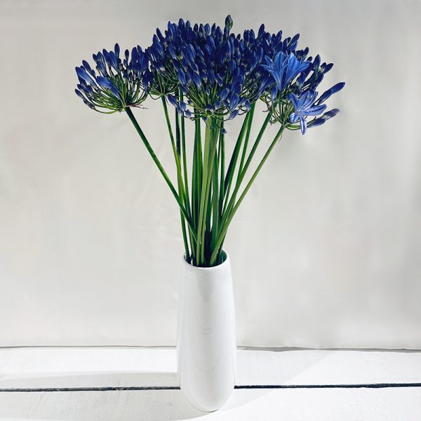 agapanthe bleues 20 fleurs