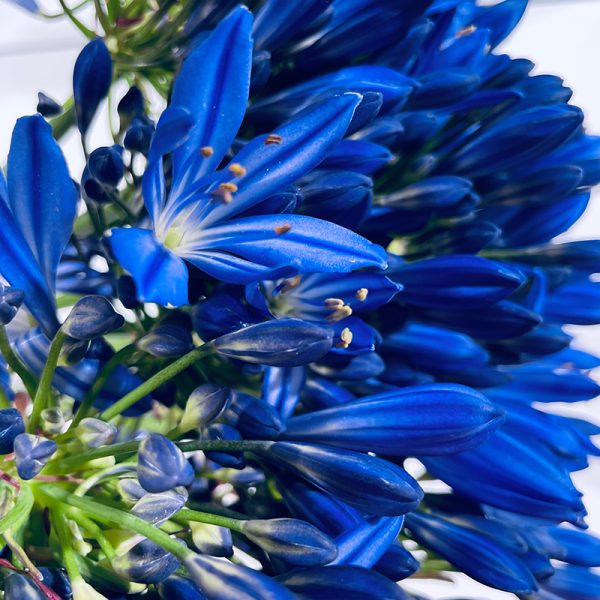 agapanthe bleu indigo floraison