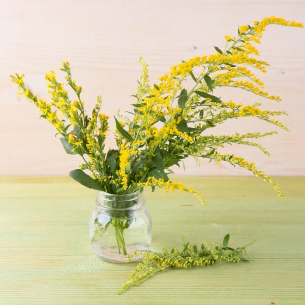 solidago mimosa