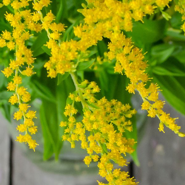 solidago mimosa verge d'or