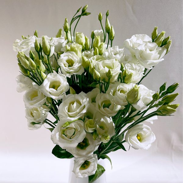 lisianthus blanc 9 fleurs